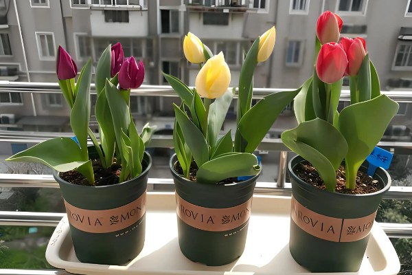 郁金香怎么养殖，使用泥炭土、腐熟土、沙土混合配制盆土