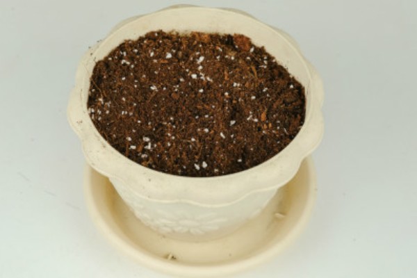 郁金香怎么养殖，使用泥炭土、腐熟土、沙土混合配制盆土