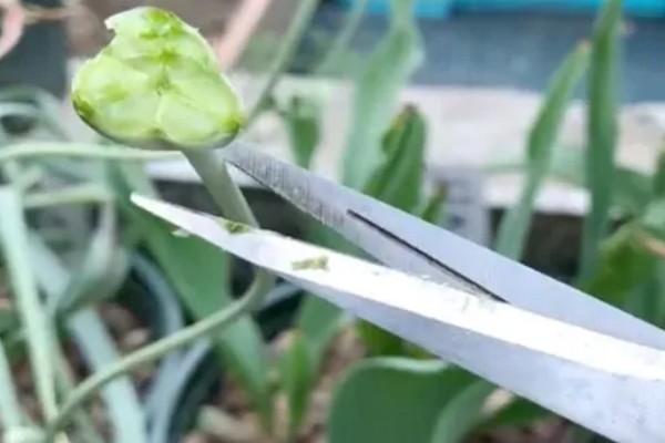 郁金香怎么养殖，使用泥炭土、腐熟土、沙土混合配制盆土