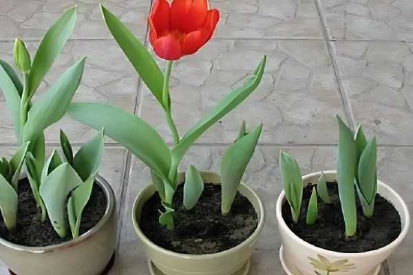 郁金香怎么养殖，使用泥炭土、腐熟土、沙土混合配制盆土