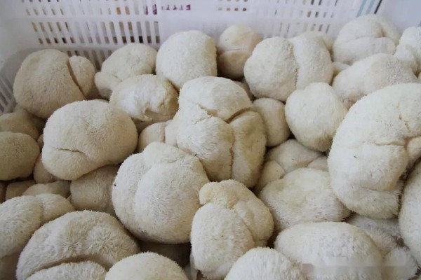 猴头菇的产地分布，在我国基本上每个省都有分布