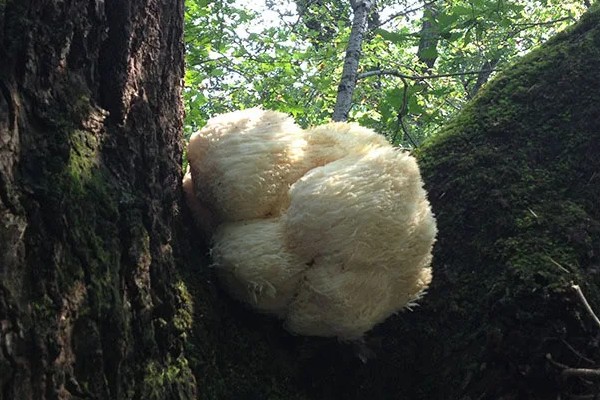 猴头菇的产地分布，在我国基本上每个省都有分布