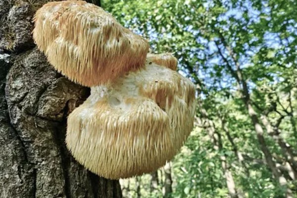 猴头菇的产地分布，在我国基本上每个省都有分布