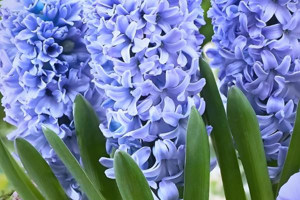 风信子枯萎后如何处理，剪除叶片后冷藏