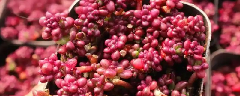 多肉紫米爆盆方式，喜欢温暖偏干燥的环境