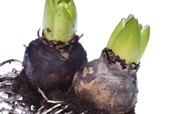 风信子枯萎后如何处理，剪除叶片后冷藏