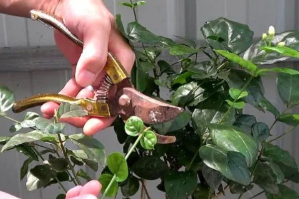 剪花枝时怎样做效果更好,可以在花卉生长期摘心打顶