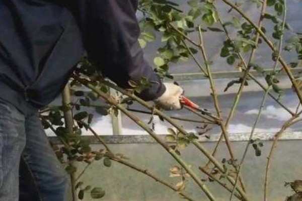 剪花枝时怎样做效果更好,可以在花卉生长期摘心打顶