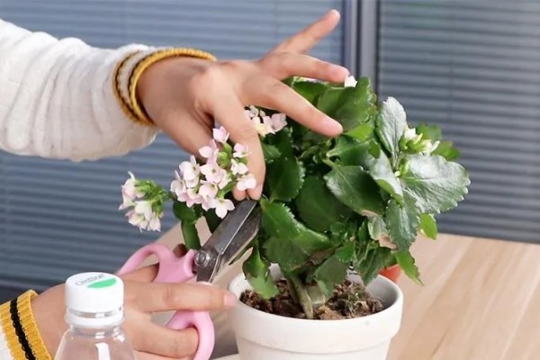 剪花枝时怎样做效果更好,可以在花卉生长期摘心打顶