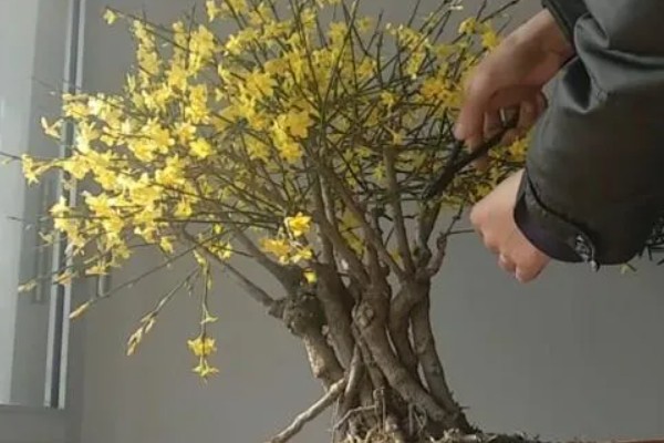 剪花枝时怎样做效果更好,可以在花卉生长期摘心打顶