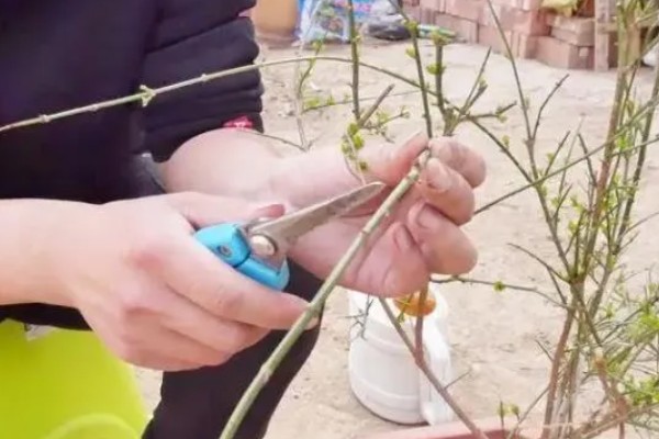 剪花枝时怎样做效果更好,可以在花卉生长期摘心打顶