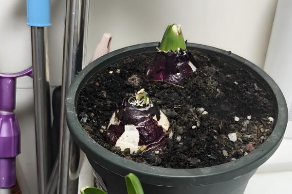 风信子枯萎后如何处理，剪除叶片后冷藏