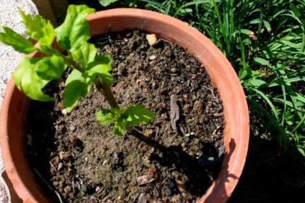 剪花枝时怎样做效果更好,可以在花卉生长期摘心打顶