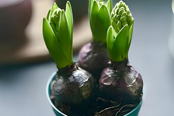 风信子枯萎后如何处理，剪除叶片后冷藏