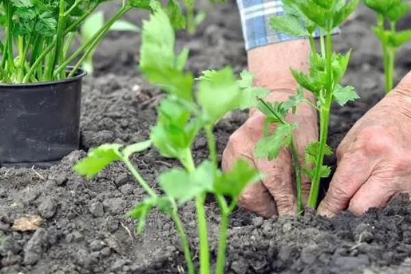 药芹的种植技术,通常选择在春秋两季