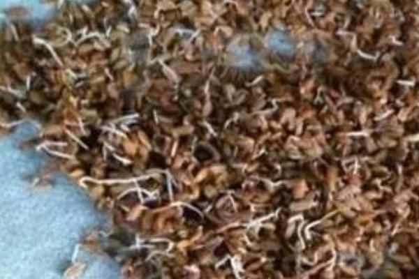 药芹的种植技术,通常选择在春秋两季