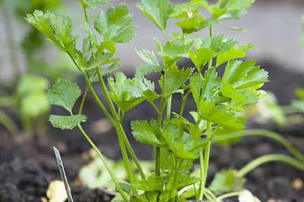 药芹的种植技术,通常选择在春秋两季