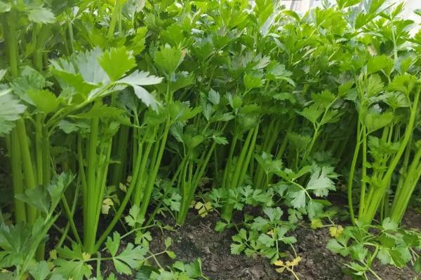 药芹的种植技术,通常选择在春秋两季