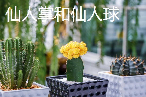 常见的防辐射植物，有仙人掌、垂叶榕等