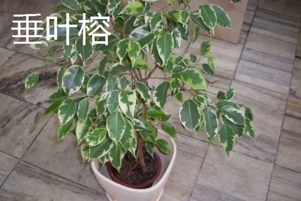 常见的防辐射植物，有仙人掌、垂叶榕等