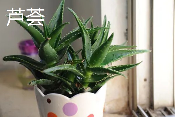 常见的防辐射植物，有仙人掌、垂叶榕等