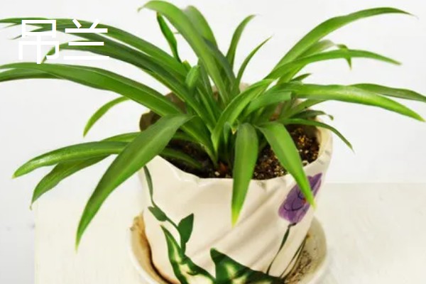 常见的防辐射植物，有仙人掌、垂叶榕等