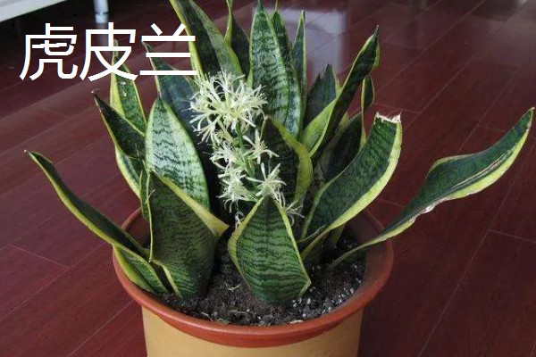 常见的防辐射植物，有仙人掌、垂叶榕等