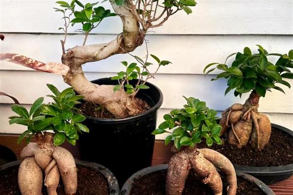 小榕树的养殖方法，需及时观察土壤的干湿状况