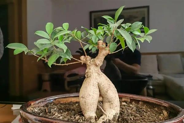 小榕树的养殖方法，需及时观察土壤的干湿状况