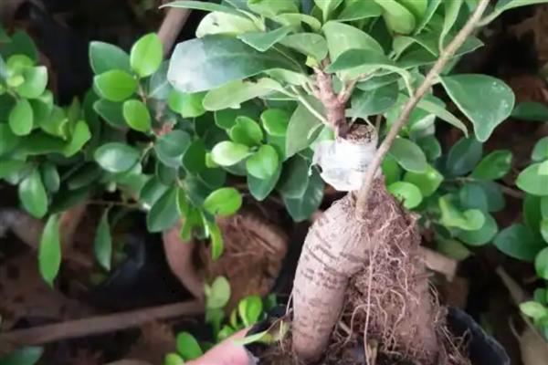 小榕树的养殖方法，需及时观察土壤的干湿状况