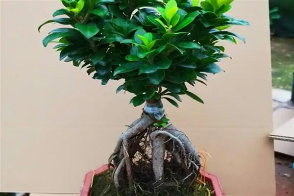 小榕树的养殖方法，需及时观察土壤的干湿状况
