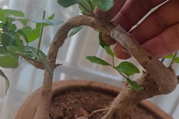 小榕树的养殖方法，需及时观察土壤的干湿状况