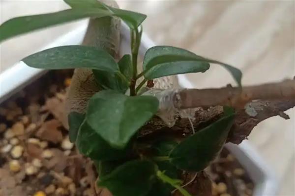 小榕树的养殖方法，需及时观察土壤的干湿状况