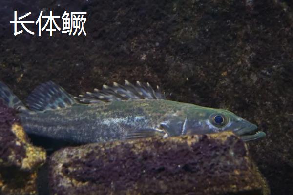 鳜鱼的种类,常见的有暗鳜、大眼鳜、麻鳜等