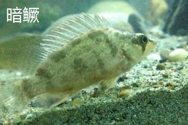 鳜鱼的种类,常见的有暗鳜、大眼鳜、麻鳜等