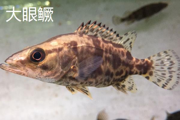 鳜鱼的种类,常见的有暗鳜、大眼鳜、麻鳜等