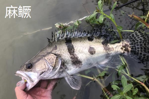 鳜鱼的种类,常见的有暗鳜、大眼鳜、麻鳜等