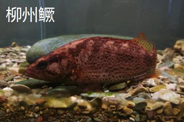 鳜鱼的种类,常见的有暗鳜、大眼鳜、麻鳜等