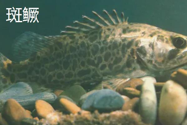 鳜鱼的种类,常见的有暗鳜、大眼鳜、麻鳜等