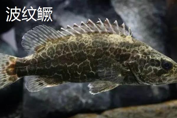 鳜鱼的种类,常见的有暗鳜、大眼鳜、麻鳜等