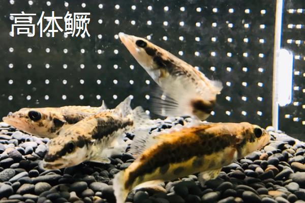 鳜鱼的种类,常见的有暗鳜、大眼鳜、麻鳜等