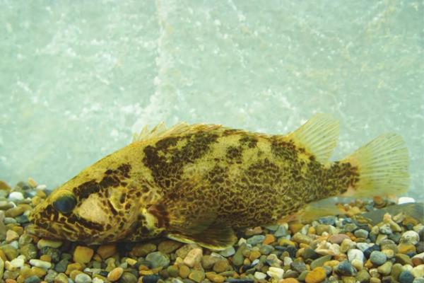 鳜鱼的种类,常见的有暗鳜、大眼鳜、麻鳜等