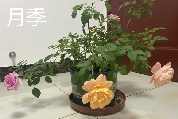常见的防辐射植物，有仙人掌、垂叶榕等