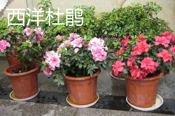 常见的防辐射植物，有仙人掌、垂叶榕等