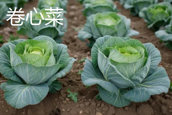 常见的防辐射植物，有仙人掌、垂叶榕等