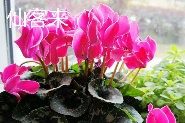 常见的防辐射植物，有仙人掌、垂叶榕等