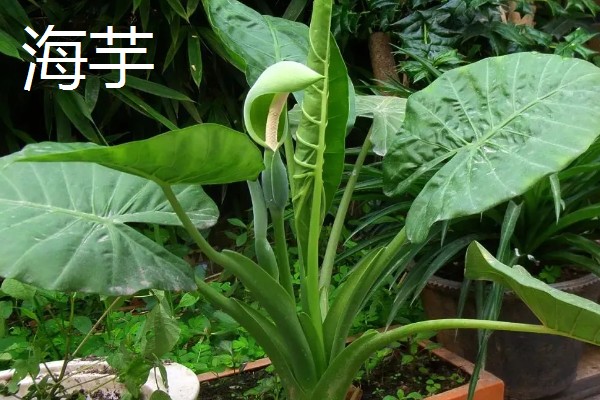 常见的防辐射植物，有仙人掌、垂叶榕等