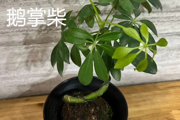 常见的防辐射植物，有仙人掌、垂叶榕等