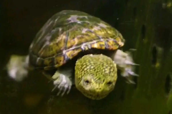 墨西哥泥龟好养吗，饲养难度适中