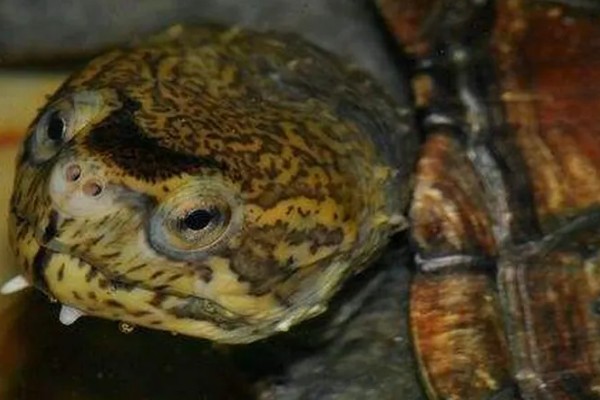 墨西哥泥龟好养吗，饲养难度适中